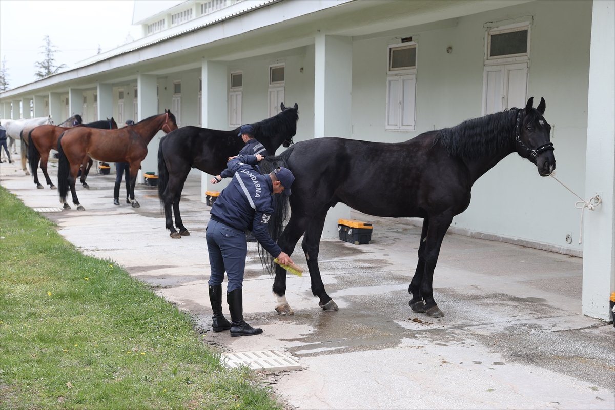Jandarmanın sahadaki yardımcıları zorlu eğitimden geçiyor – Sotwe Link