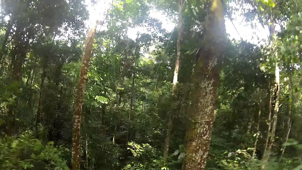 Street View auf Seilbahnfahrt durch den Amazonas-Regenwald