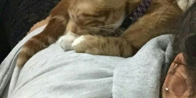 Ünili Derya ve Kedisi YENİLENDİ - Türk İfşa Alemi | Türk İfşa, Reklamsız İfşa Platformu