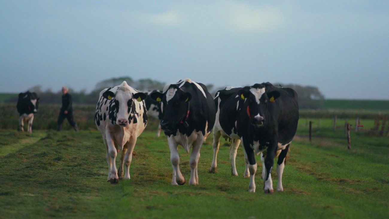Using TensorFlow to keep farmers happy and cows healthy